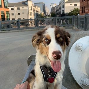 Meet your Posher, Jesse